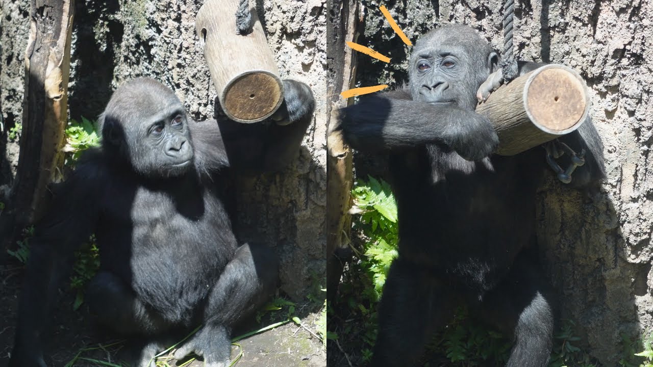 Baby Gorilla Sumomo Is Crazy About the Feeder | Gorilla Haoko Family