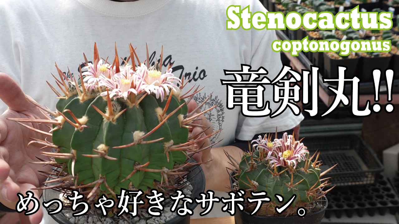 竜剣丸～！ド定番のカッコよさ！初心者でも育てられるよ！Stenocactus coptonogonus (Echinofossulocactus)