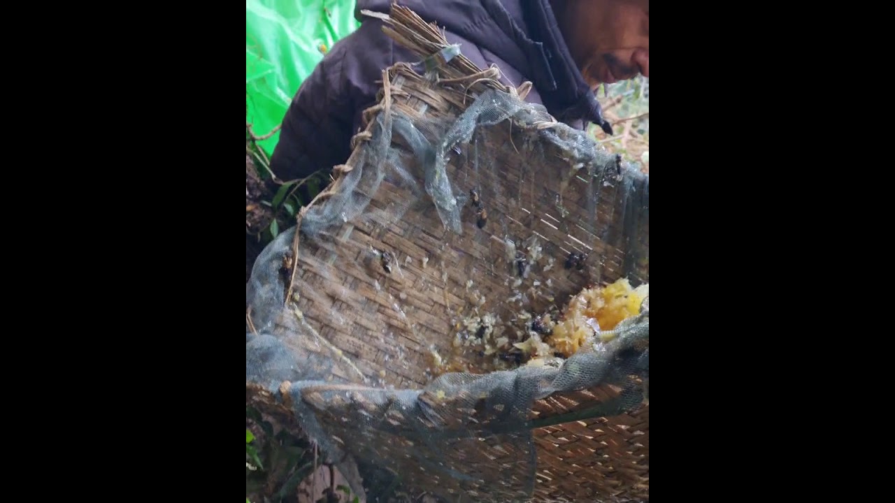 Mad Honey | Himalayan Cliff Honey | Honey Hunters | Psychedelic Honey | Vice Honey | Crazy Honey