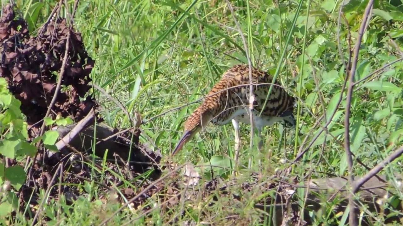Aves de Venezuela - Ave de Barinas - P&aacute;jaro Vaco ( Juvenil)  - Tigrisoma lineatum