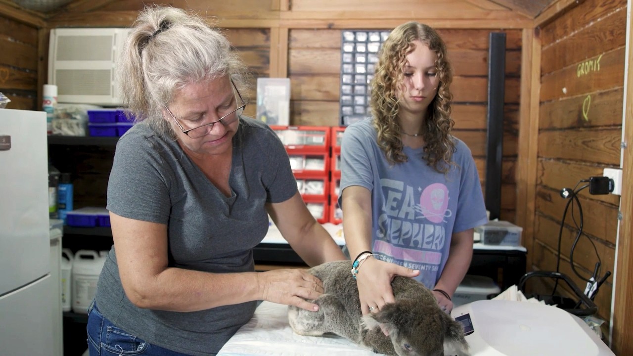 Signet Koala Hospital: Episode 2