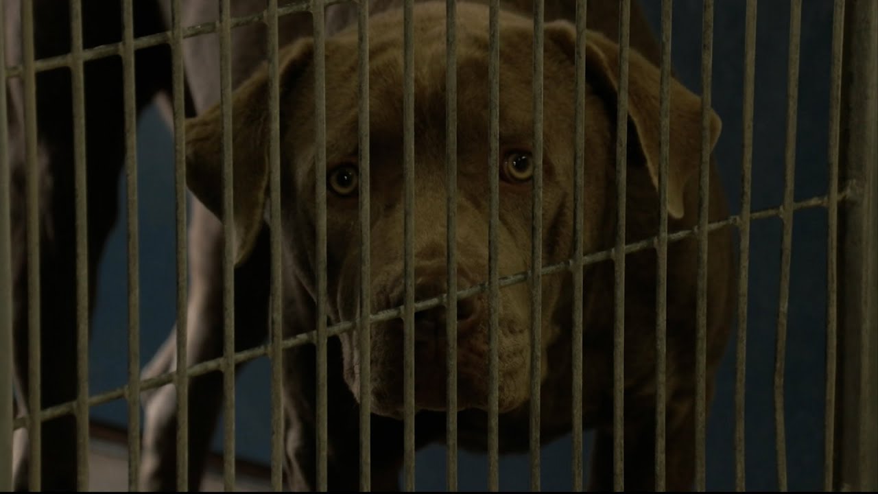Animal Shelter