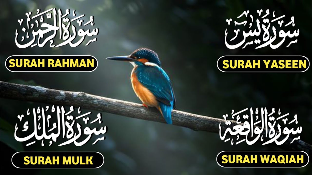 Surah Yaseen | Surah Rahman | Surah Waqiah | Surah Mulk | Soothing Quran Recitation | Live Tilawat