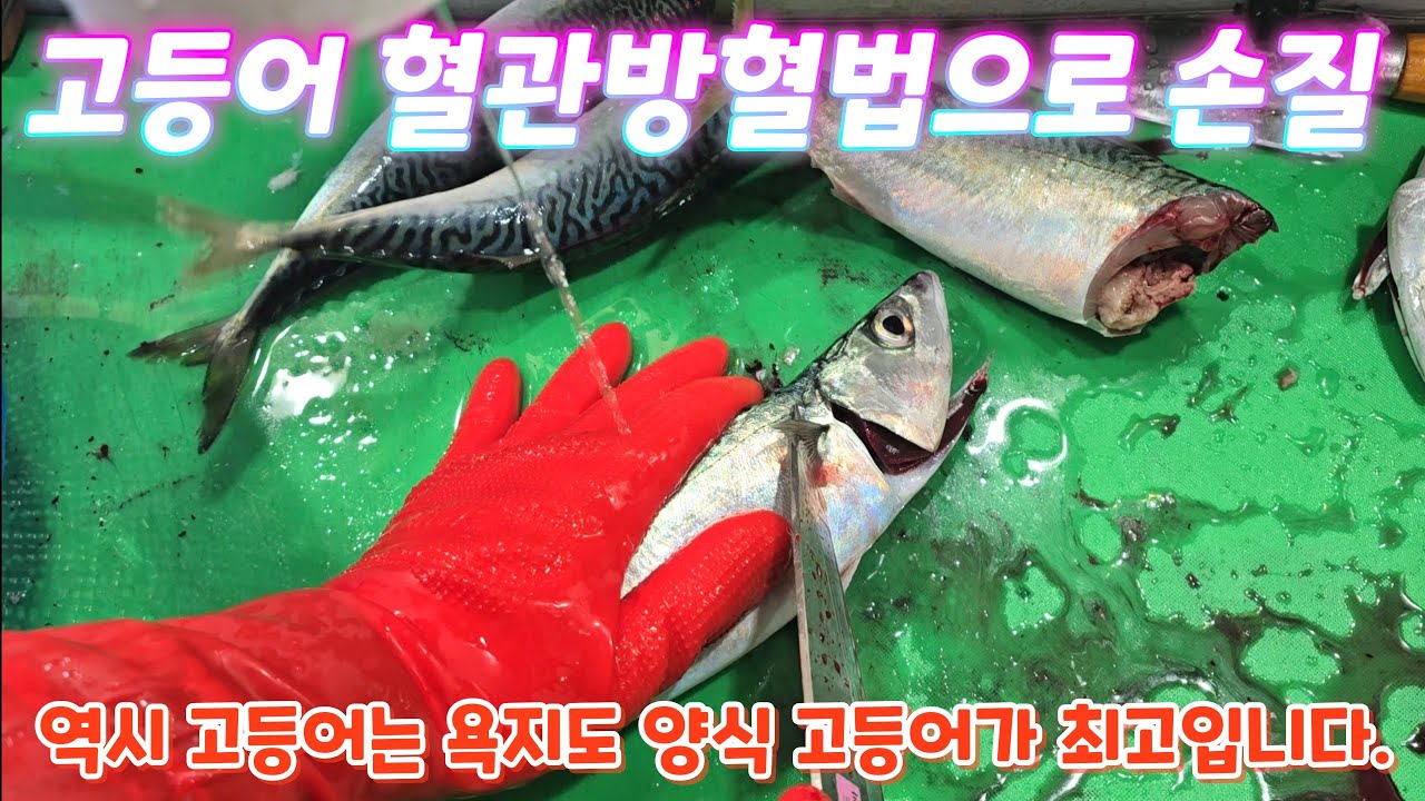 살아있는 고등어 혈관방혈법으로 손질하는 영상.
