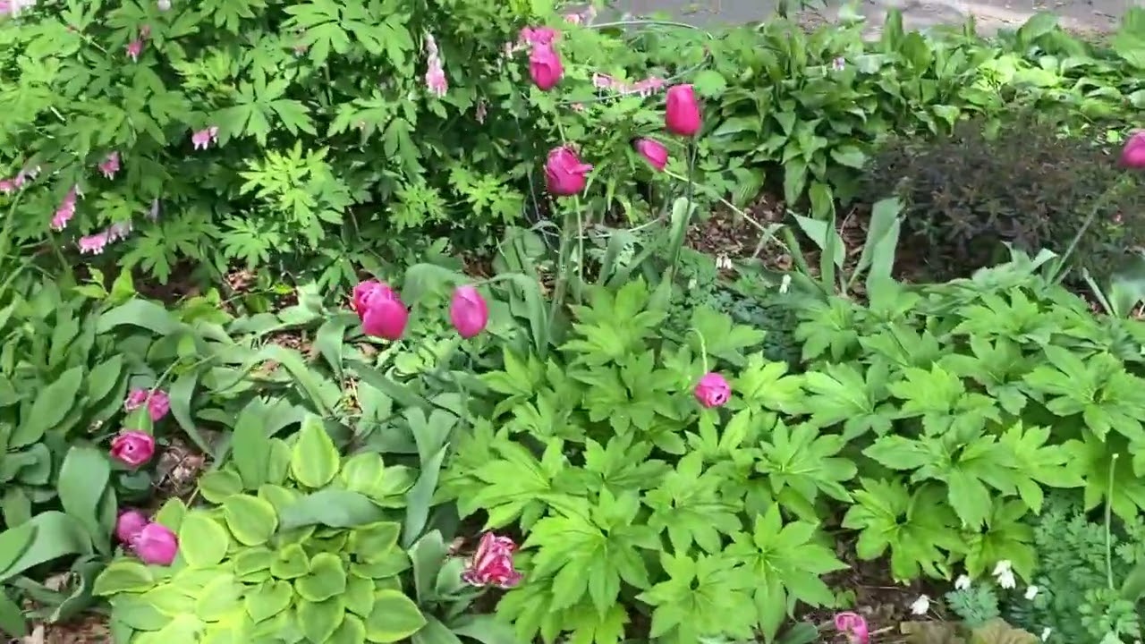 Marianna's Garden 2025