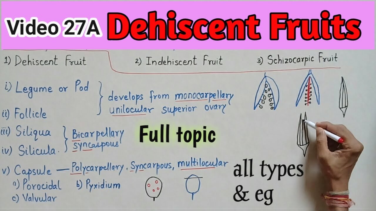 DEHISCENT FRUIT || Simple Fruit - Dry Fruit - Dehiscent Fruit and their types || Fruit Full topic