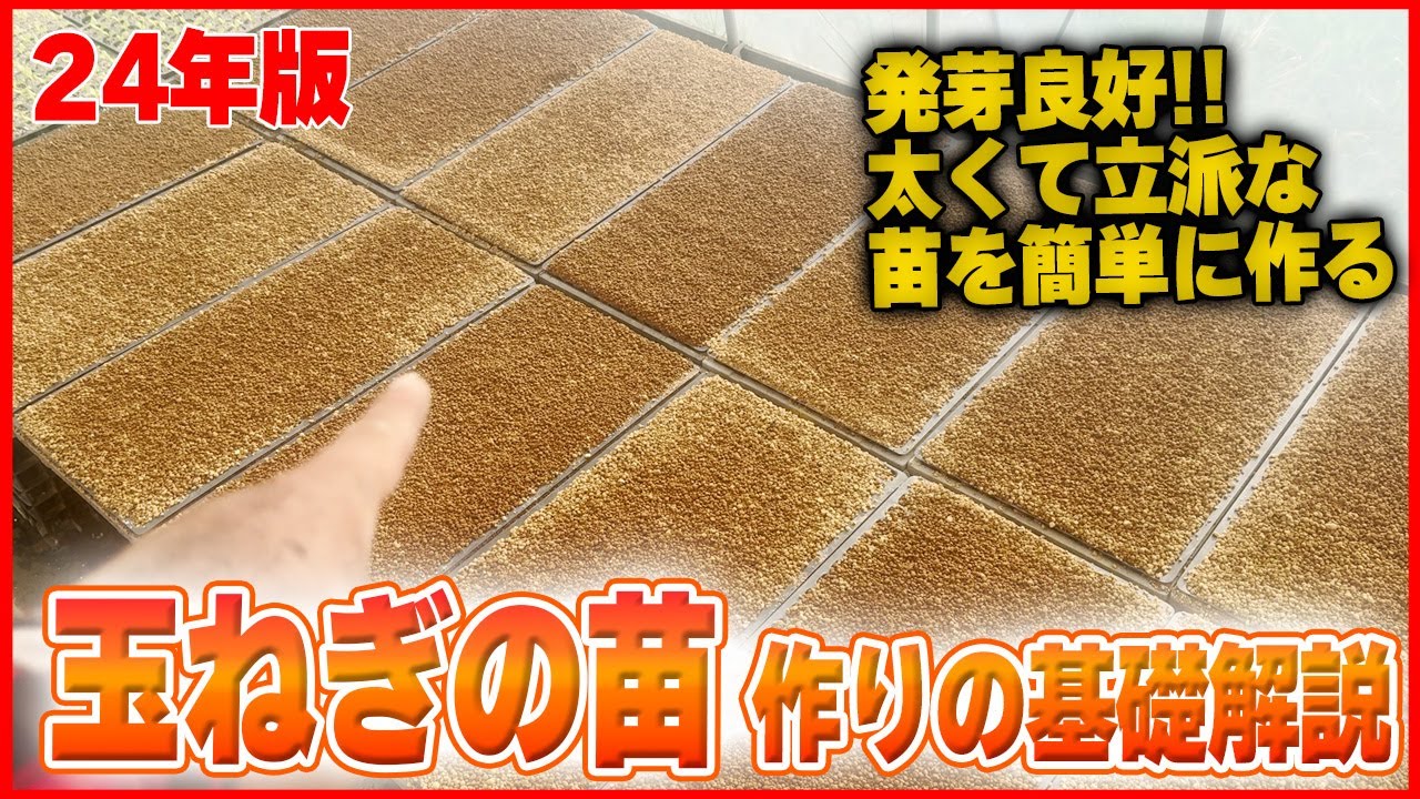 【種まき完全攻略】誰でも出来る!!立派な玉ねぎ苗の作り方を徹底解説!!