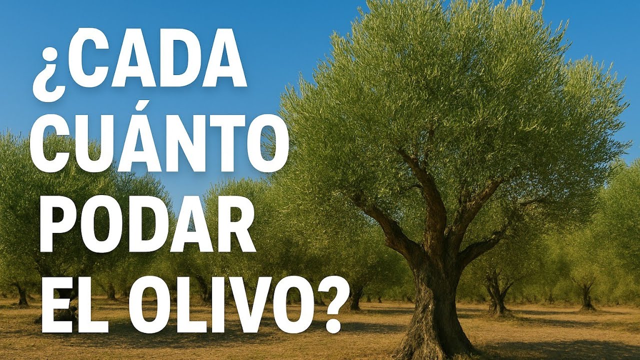 🟥 NO Todos los Años Hay que Podar: Descubre Cuando SI y Cuando NO.