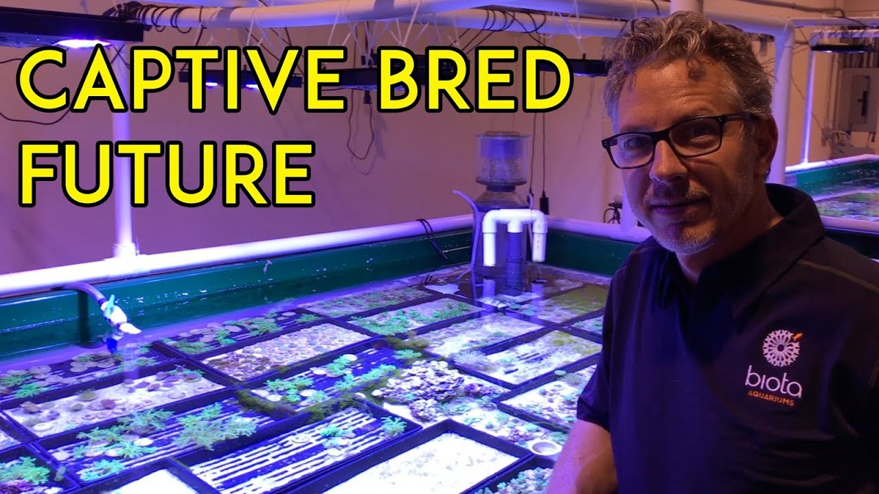 Предварительный обзор будущего разведения в неволе в Biota Aquariums