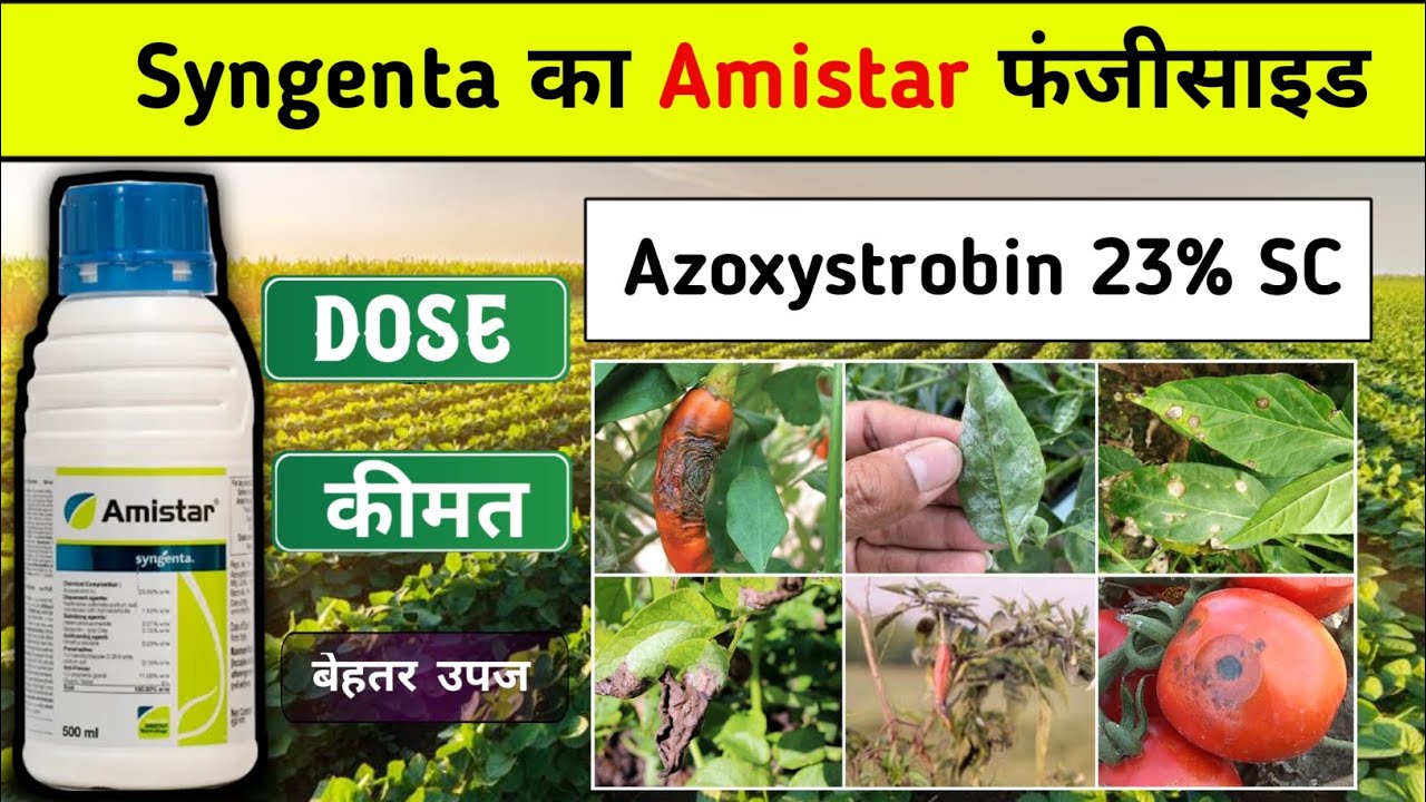 Syngenta amistar || amistar fungicide || azoxystrobin 23% SC 