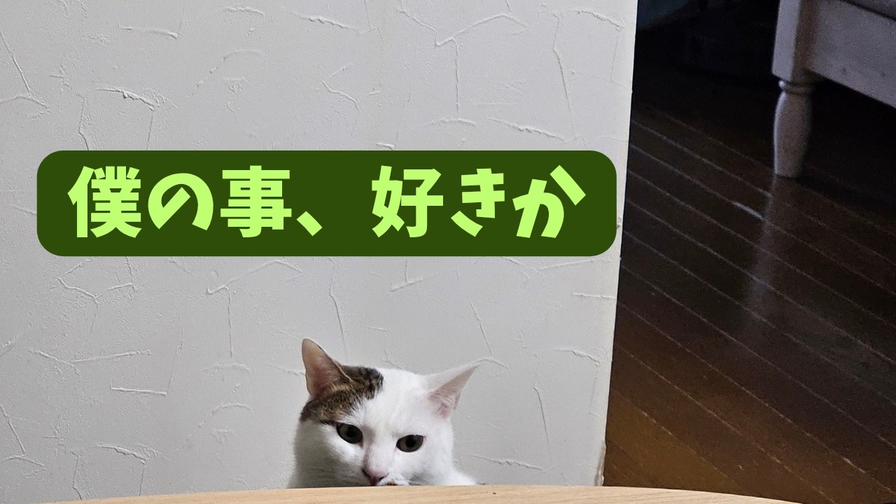 高めのキャットタワーに変え買いました