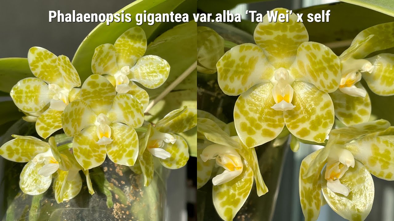 Phalaenopsis gigantea var.alba ‘Ta Wei’ x self -  видео о том, как зацвести гигантею!
