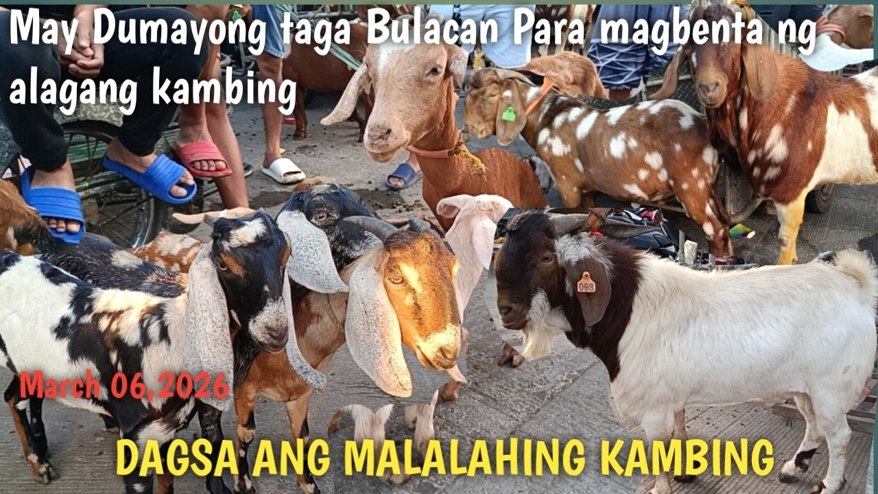 Dagsa ang mga Quality na nga Kambing!!