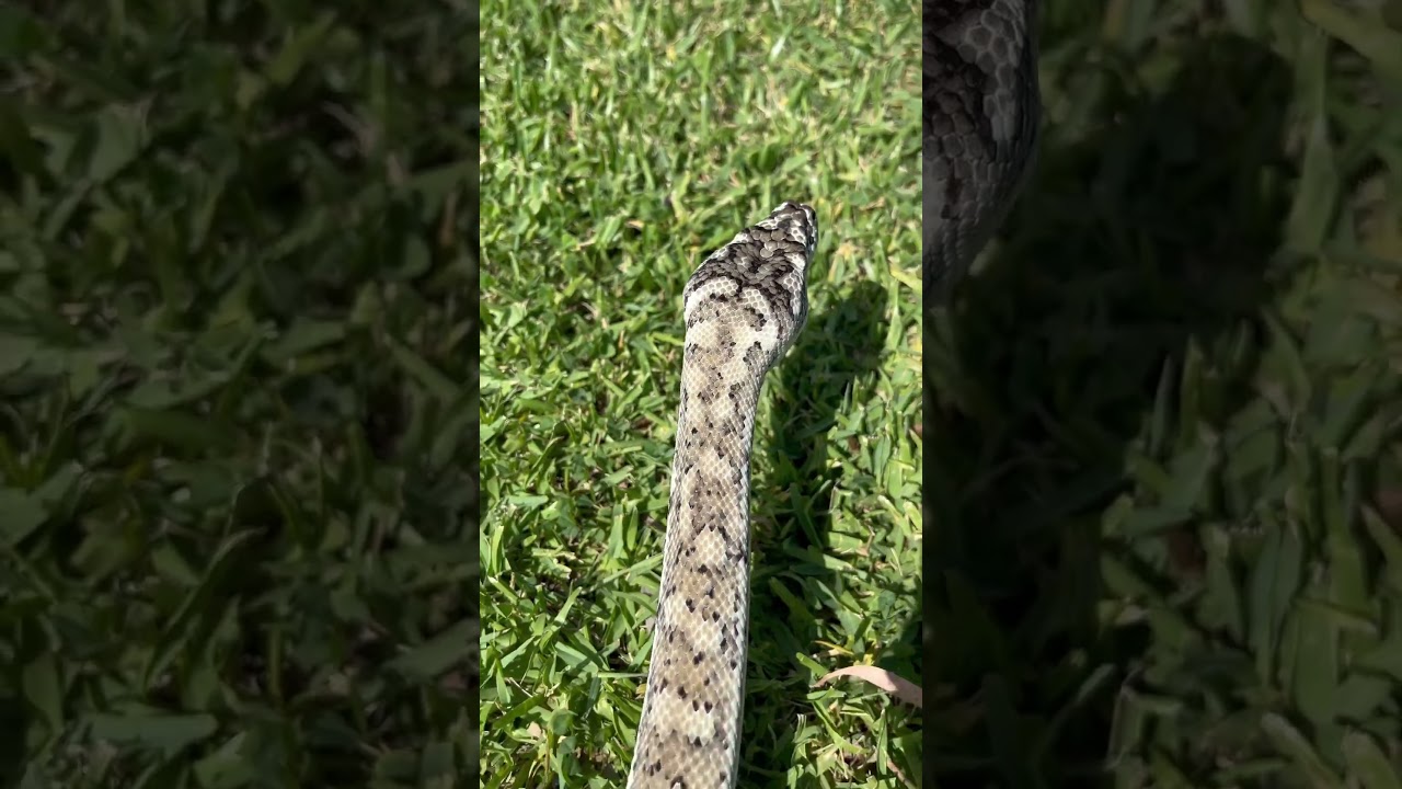 Coastal carpet python 