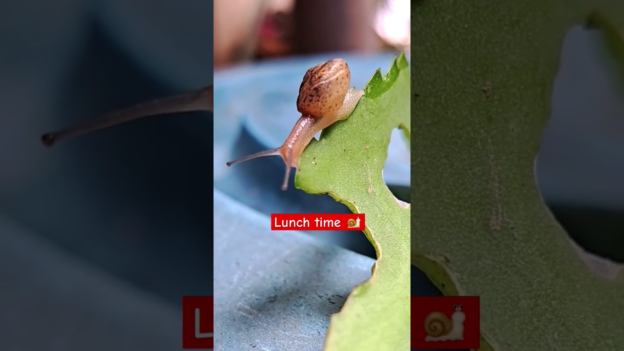 Gary the Snail