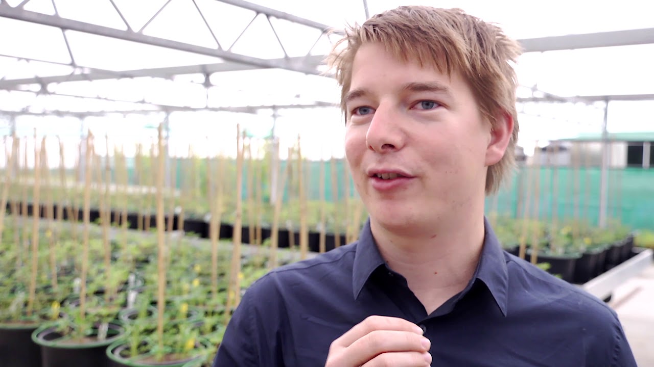 Bestuiving van lupine door hommels