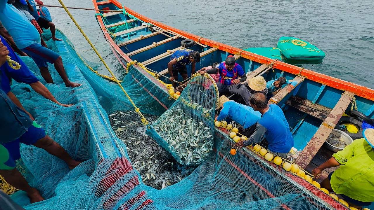 അയല കൂട്ടത്തിന്റെ കൂടെ മാച്ചാനും | Pursiene Fishing | Mackerel And Black Pomfret ❤️|