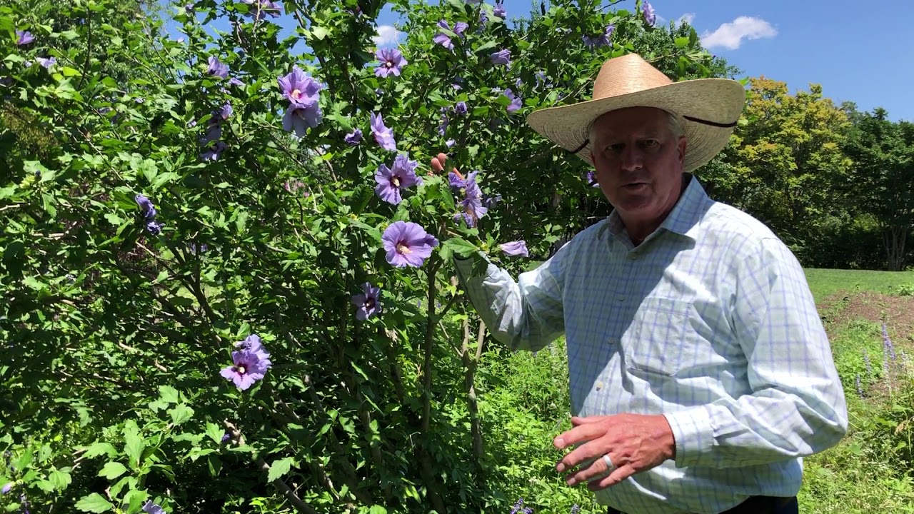 In the Garden with Dave: Rose of Sharon