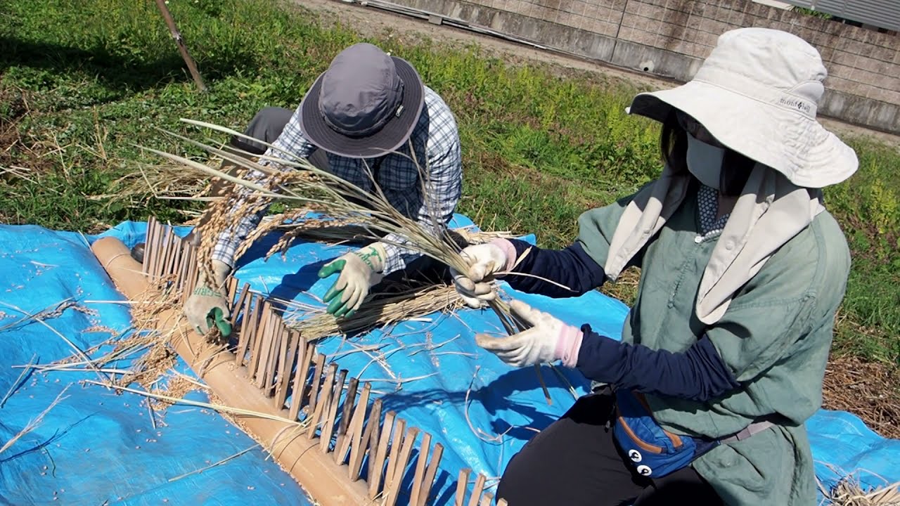 【足踏み脱穀機と千歯扱きで脱穀】マイファーム羽曳野農園 2021年10月
