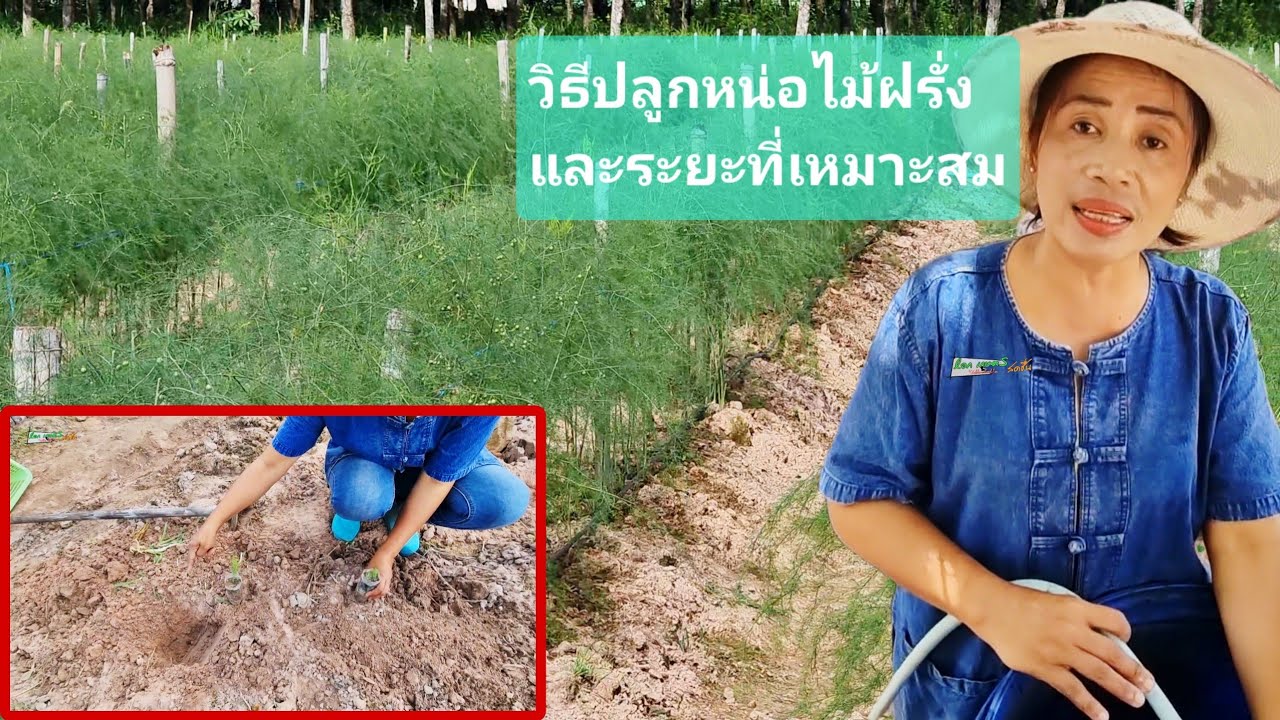 Ep.5 วิธีปลูกหน่อไม้ฝรั่งเตรียมดินอย่างไร