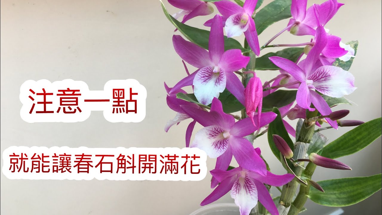 要春石斛開滿花只需注意一點 及如何快速培育更多春石斛小苖（Rainbow Dance彩虹之舞）（3-3-2021）