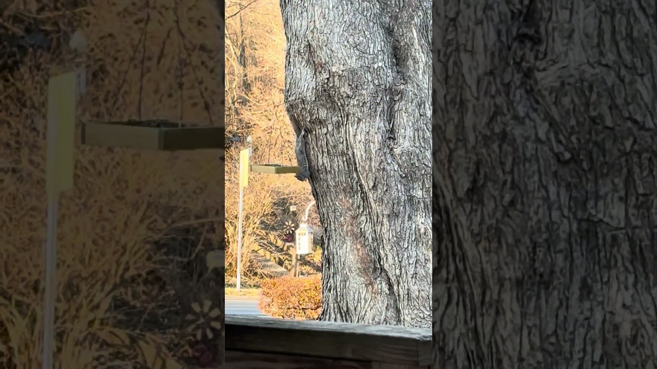 Yoga squirrel chased the interloper #viralshort #shorts #ytshorts #nature #squirrel 2/28/26