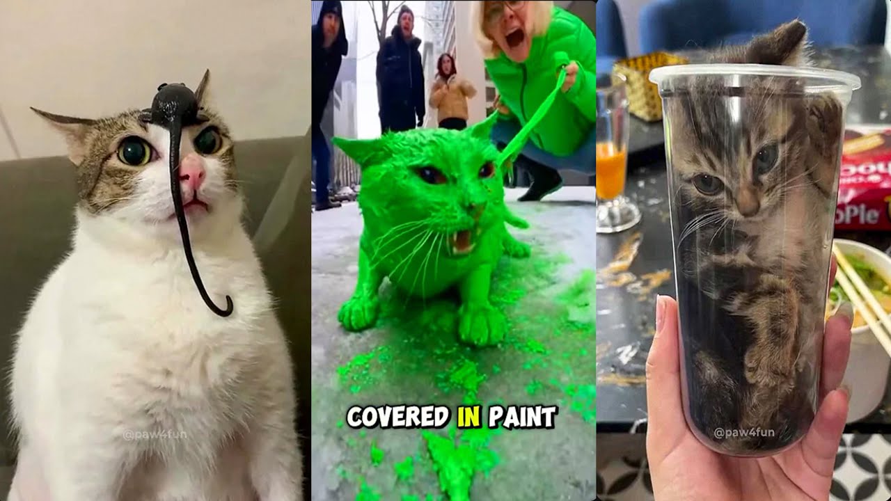 😸 Bruschimichis | Los Mejores Videos de Gatos Graciosos Que Están Rompiendo Internet
