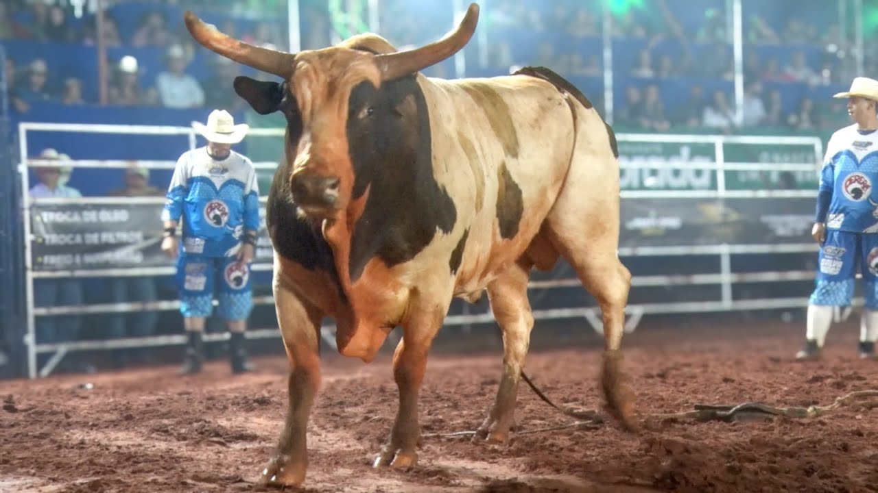 Rodeio de PEROBAL 2025 / FINAL COPA PERER&Ecirc; (S&Aacute;BADO / MELHORES MOMENTOS)