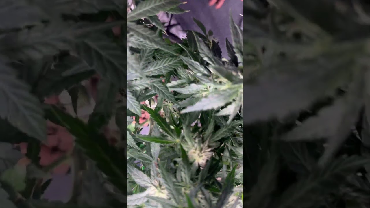 Six Shooter Auto week 4 of flower #hydroponics #acinfinity #grow