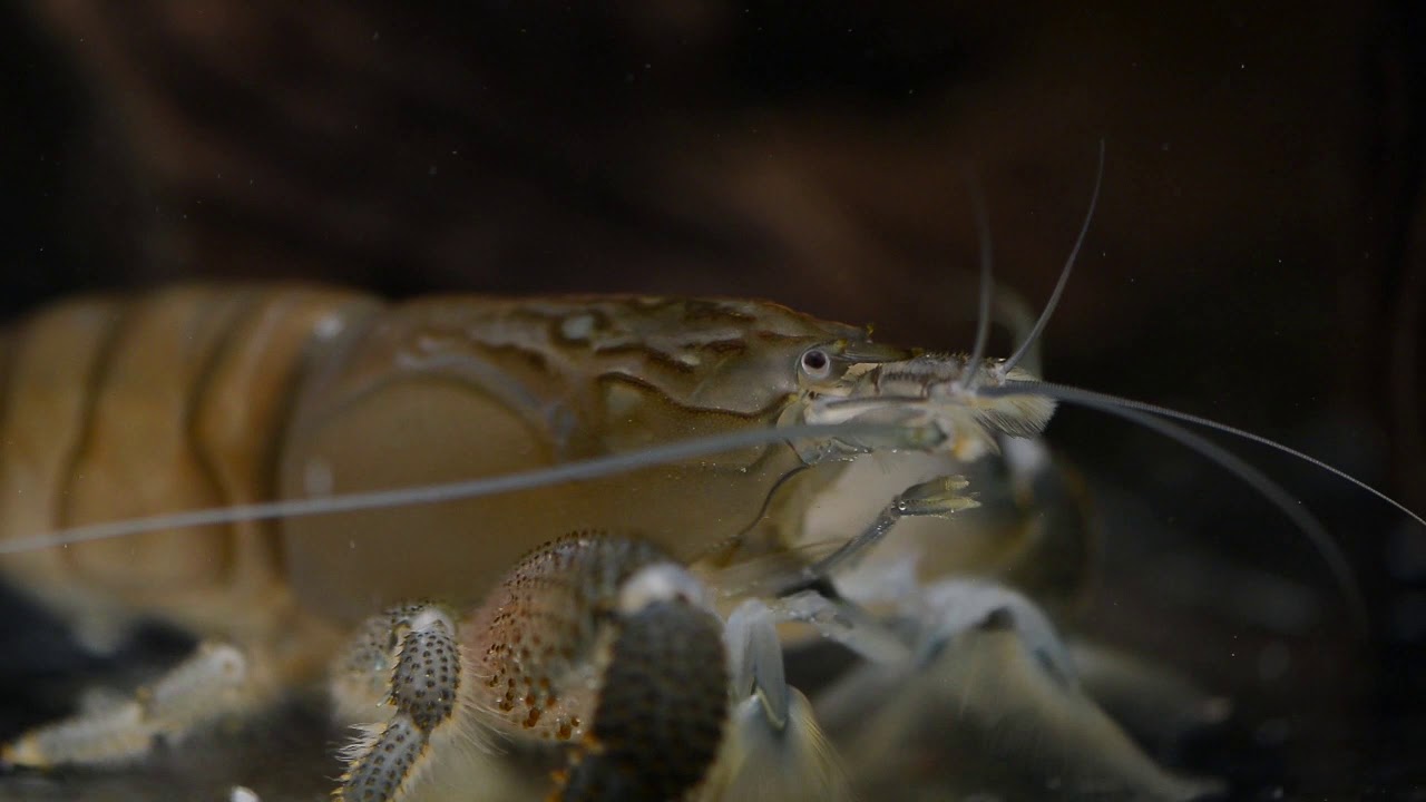 Atya gabonensis Krewetka gabońska