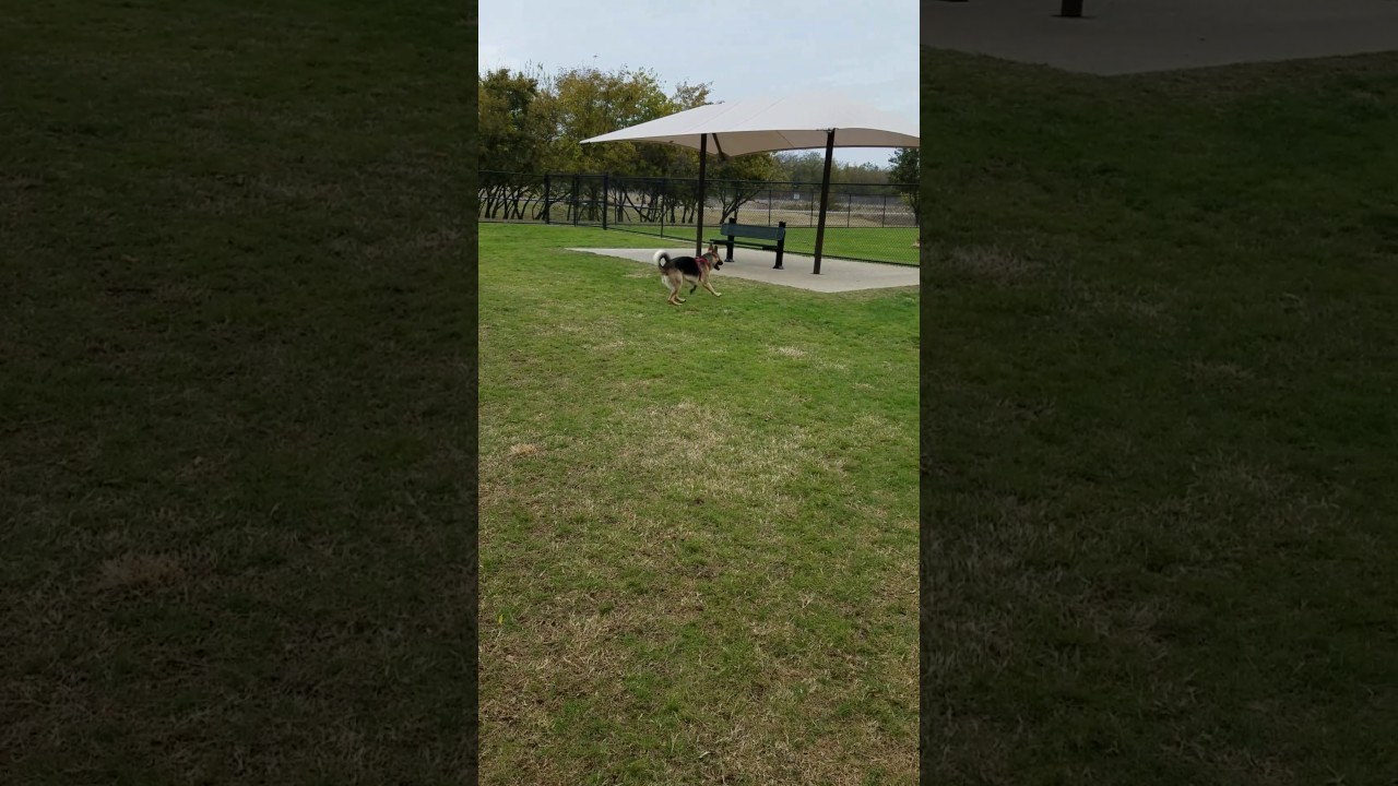 My Year Old German Shepard