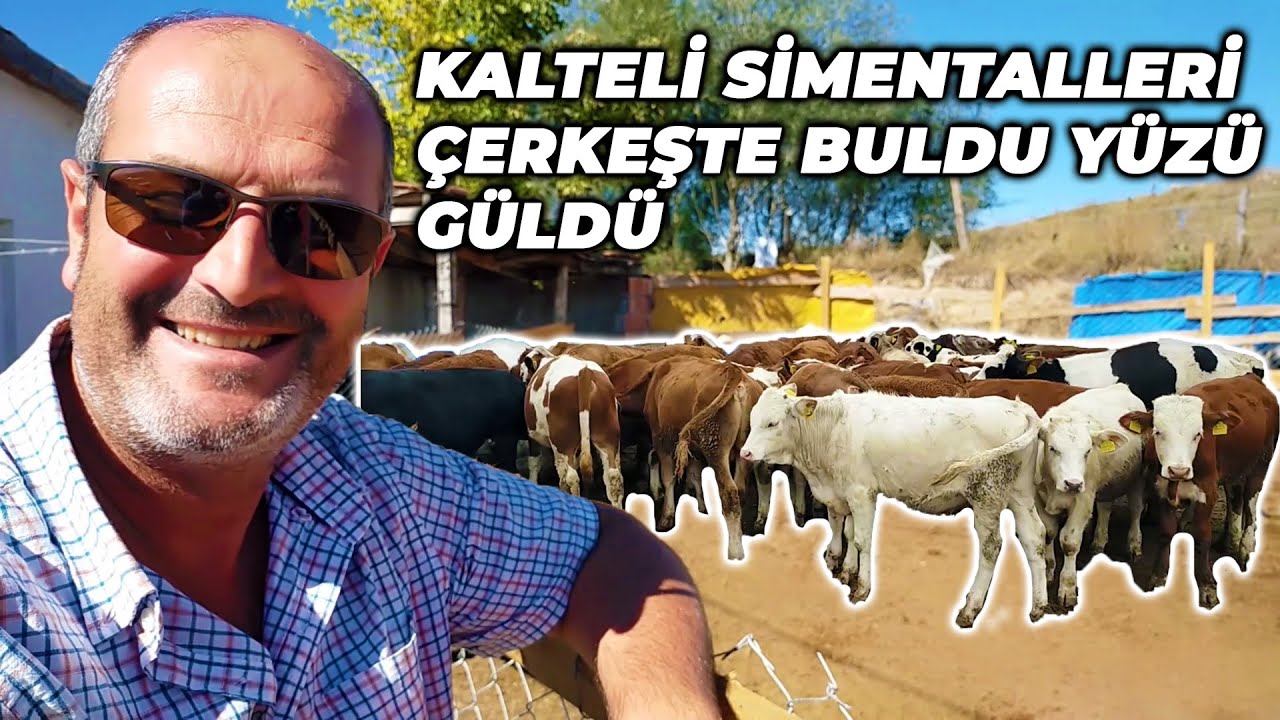 ÇANKIRI ÇERKEŞ YAYLASININ KALİTELİ SİMETALLERİNİ TOPLADIK !!!