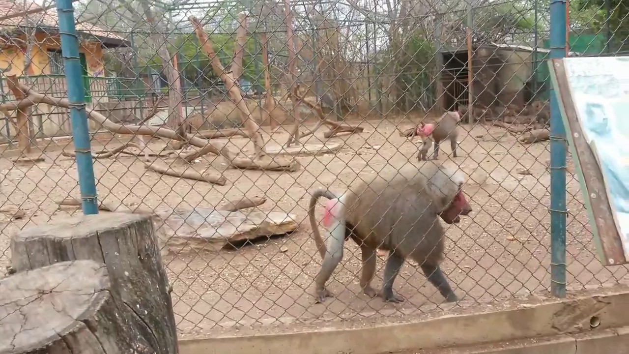 Día de Zoo! Bararida
