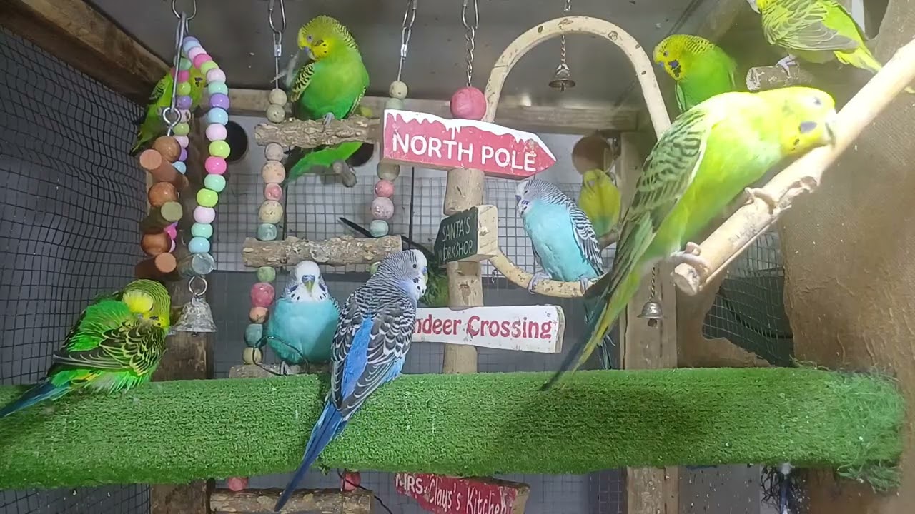 Today’s guest – the talkative parrot 😅