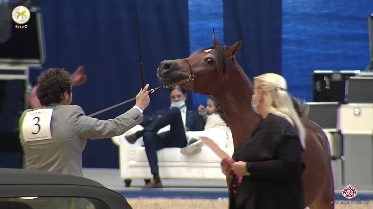 N 3 RC ALETHEIA   Straight Egyptian World Championship 2020   Yearling Fillies Class 1A