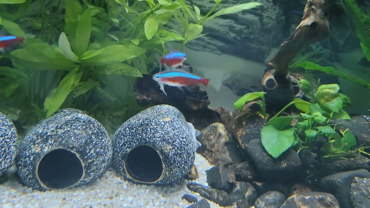 Acuario loricaridos.l128,l236,l144 velo,ancistrus snow White,ancistrus super red.De discos a loris.