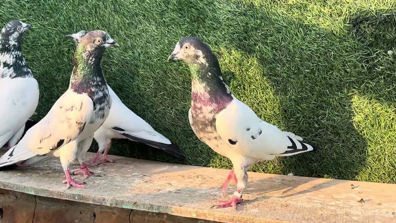 ما شاء اللہ دوستوں 8 عدد چودھری سخی صاحب والے ٹیڈی بریڈر پٹھیاں پٹھے فار سیل رابطہ نمبر03066090245 