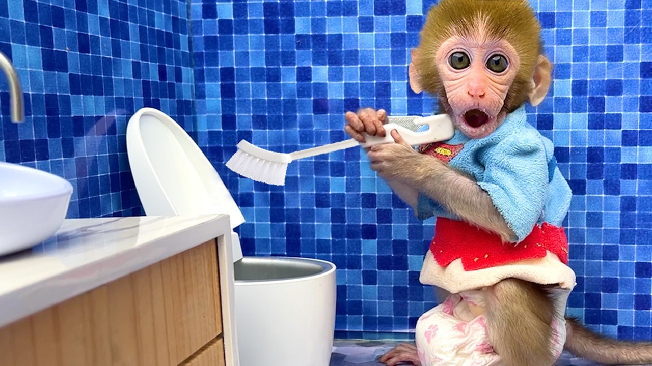 Le Singe Bon Bon et ses Amis Dévalent les Toboggans Arc en Ciel ! 🌈🐒💦