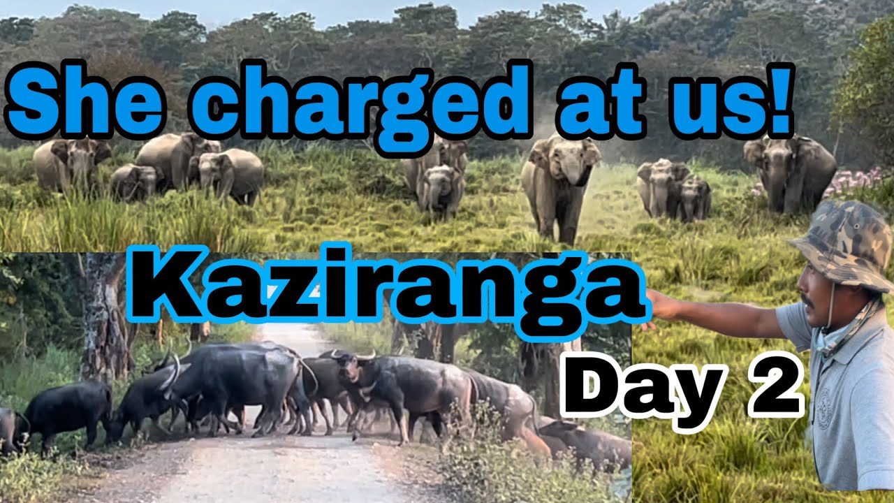 She charged at us in Kaziranga national park | Experience of Kaziranga #nationalpark #rhino