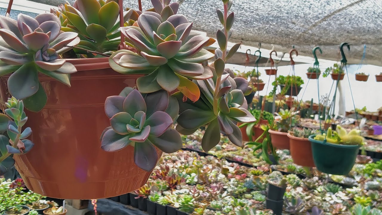 TOUR En Karu COMPLETO | Fabi Plantas #tour #suculentas