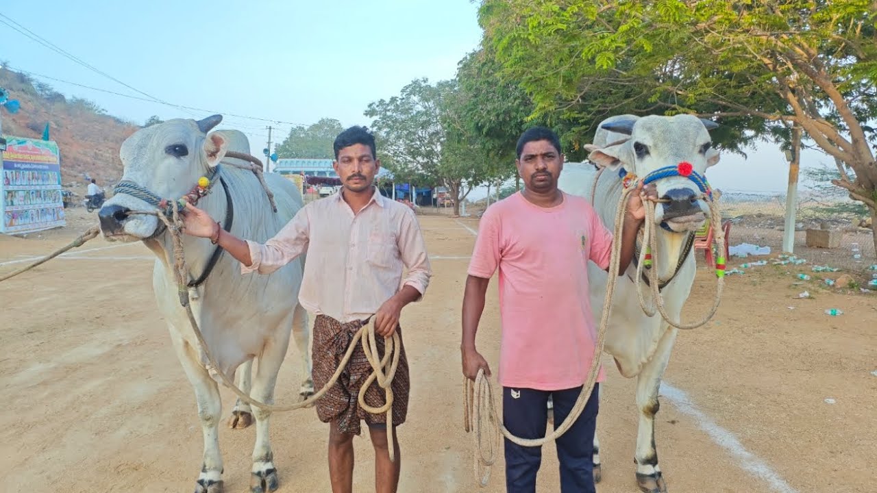 కల్లూరు సీనియర్స్ విభాగంలో BRKR బుల్స్
