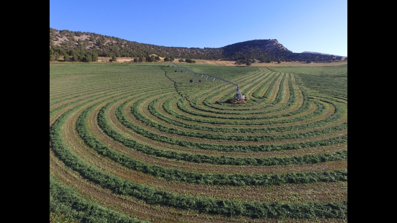 Farming SECRET Makes 15 Year Old ALFALFA Field Produce Like its In Its PRIME HEALTH | ArableONE&trade;