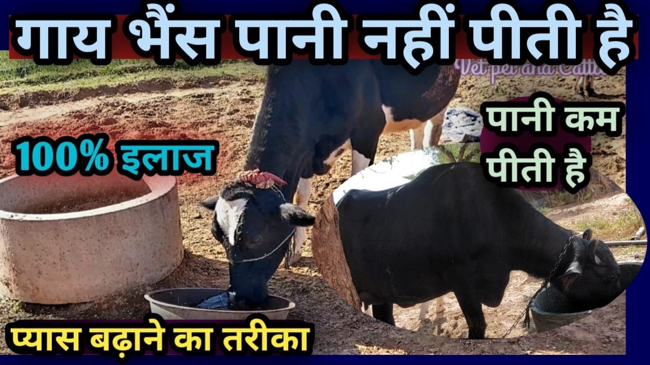 गाय भैंस पानी नहीं पीती है||पानी कम पीती है||100% इलाज👌||Cow Buffalo Paani Kam piti hai illaj