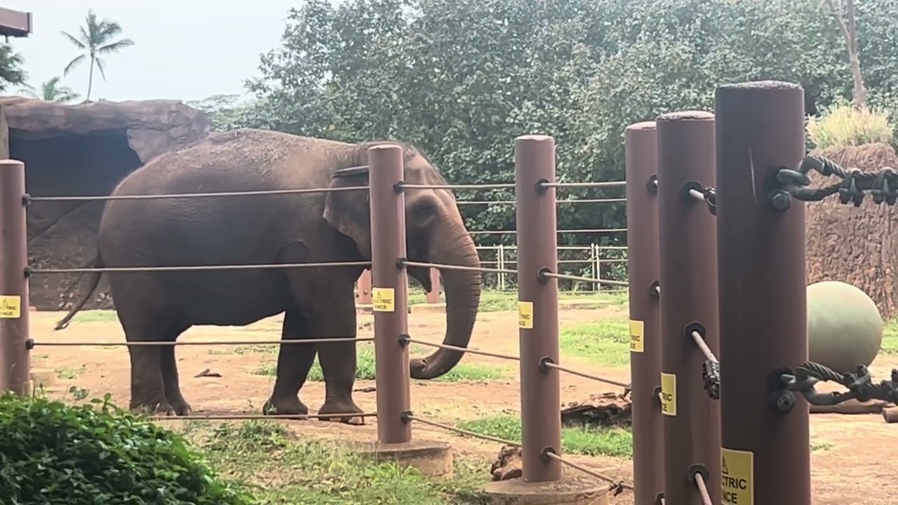 Honolulu Zoo’s Asian animals Primates and Reptiles 