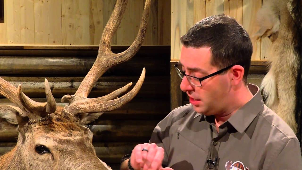 Taxidermie chez Éric Cerf rouge