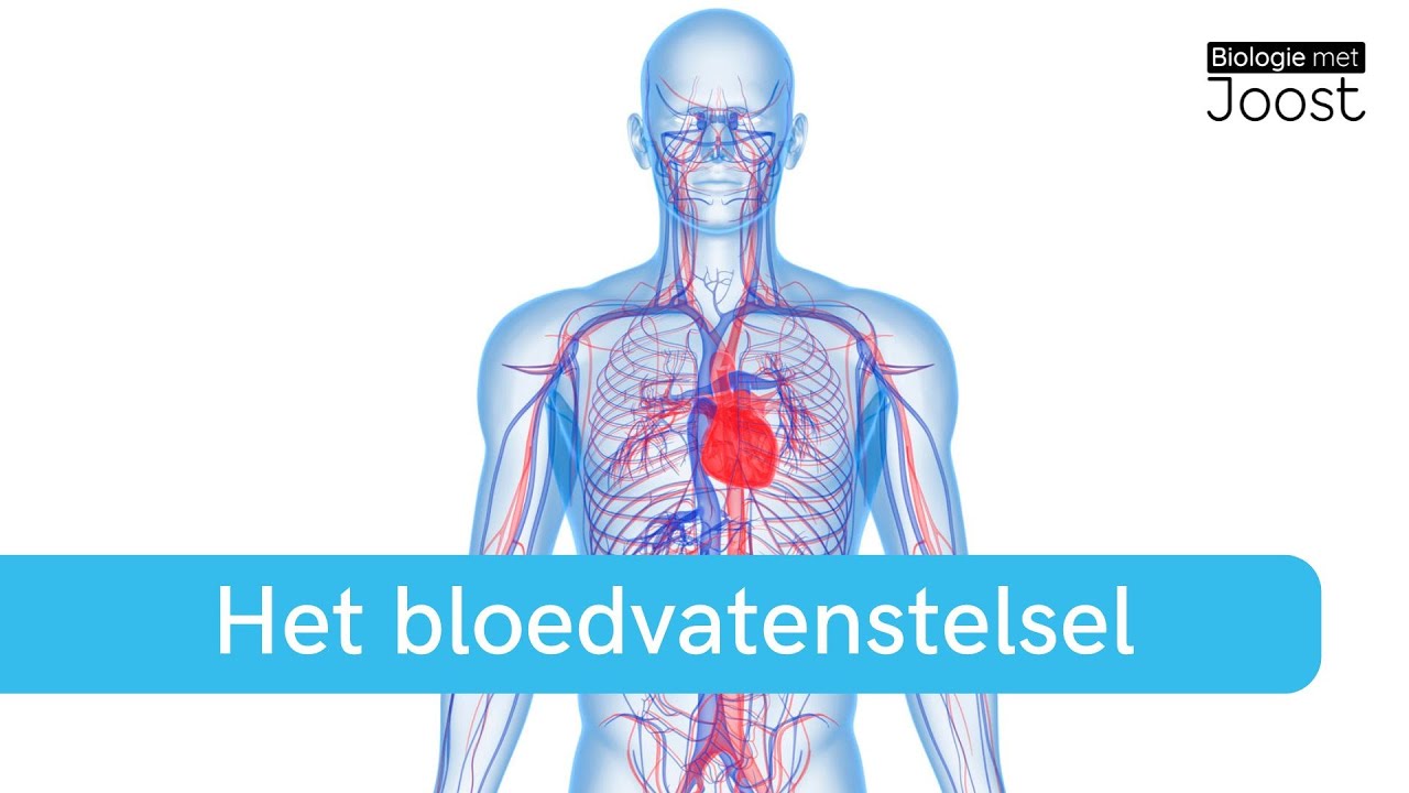 Het bloedvatenstelsel | Samenvatting