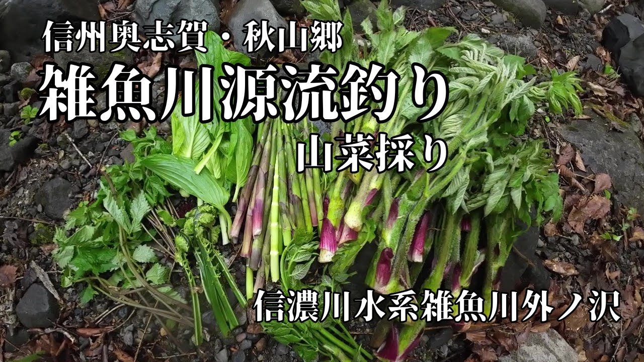 奥志賀・信濃川水系雑魚川外ノ沢(外川沢)源流岩魚釣り・山菜採り