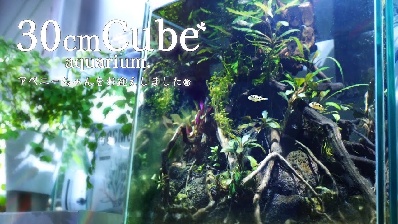 30cmキューブ立ち上げ ブセ水槽にアベニーパファーをお迎えしました❀アクアリウム Aquarium.