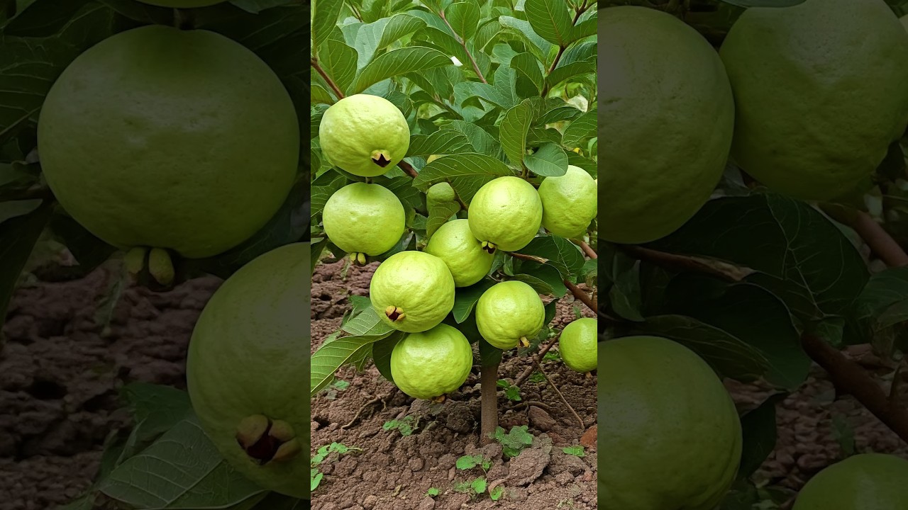 🌿Вырастите гуаву БЫСТРО с помощью этих профессиональных советов #гуава #фруктовоедерево #садоводство