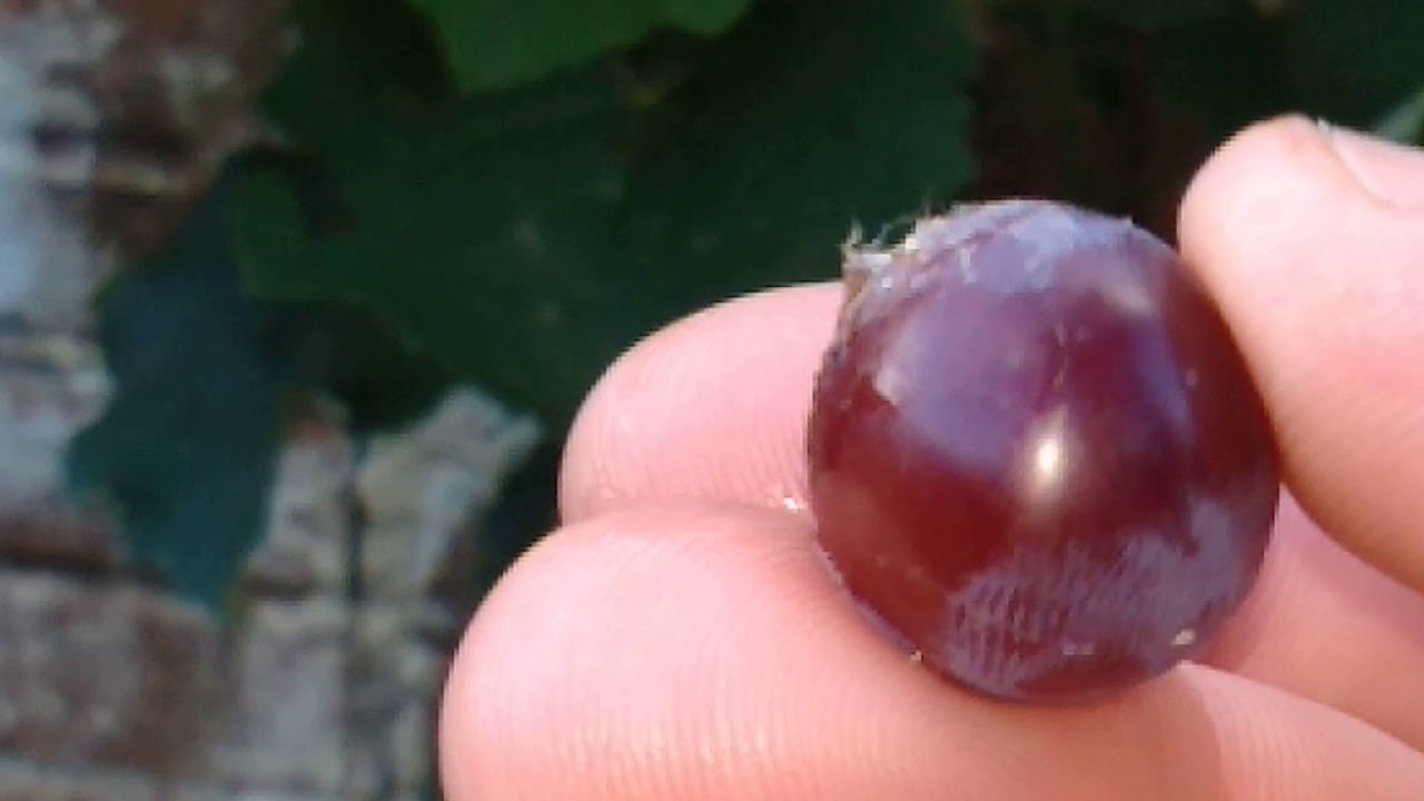 Uva Afonse Lavallée  Variedade rara- super produtiva
